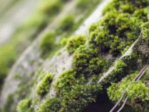 Close-up of vibrant green moss thriving on a slanted, rough surface under the summer sun, with tiny mounds creating a textured pattern. The blurred background emphasizes the moss details in the foreground, showcasing its beauty before deciding if its the best time to remove it.