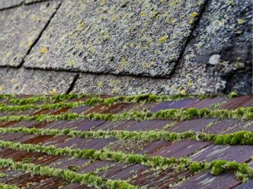 Close-up view of roof shingles on asphalt roofs covered with moss and lichen, showing weathering and green moss growth along the edges of the overlapping tiles.